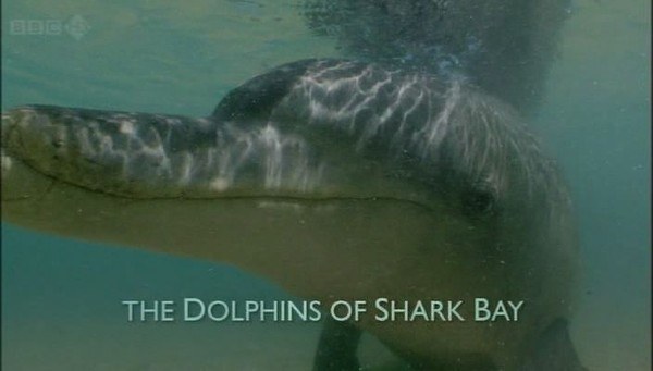 BBC自然世界：鲨鱼湾的海豚